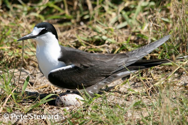 Sooty Tern at Egg