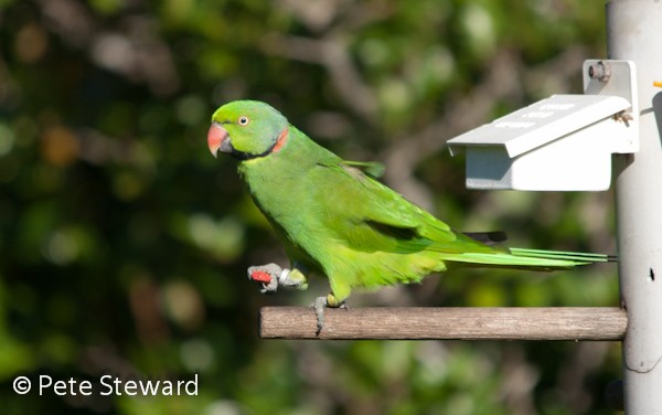 Echo Parakeet at the Hopper