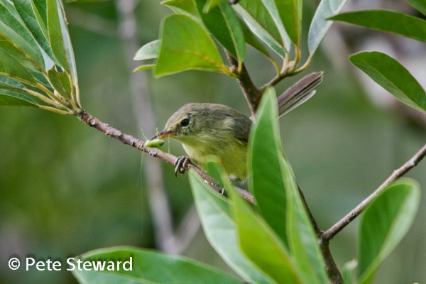Rodrigues Warbler
