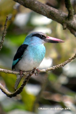 Blue-breasted Kingfisher