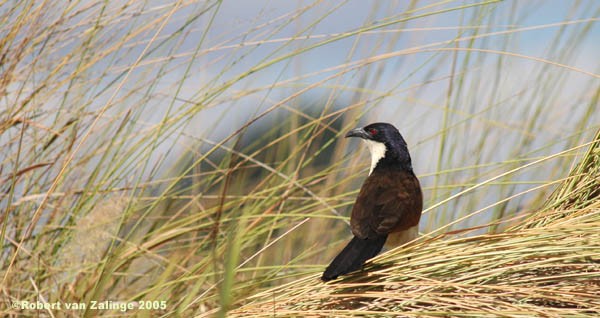 Coppery-tailed Coucal