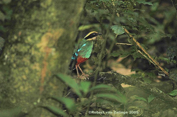 Green-breasted Pitta with nesting material 2