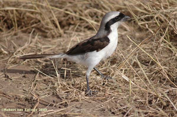 Grey-backed Fiscal