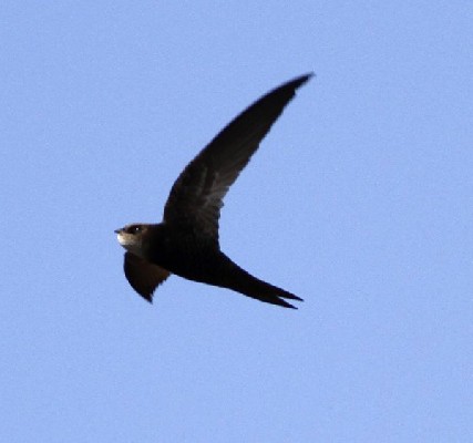 Madagascar Swift