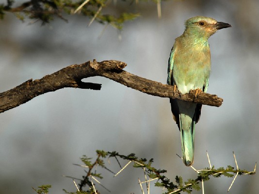 European Roller