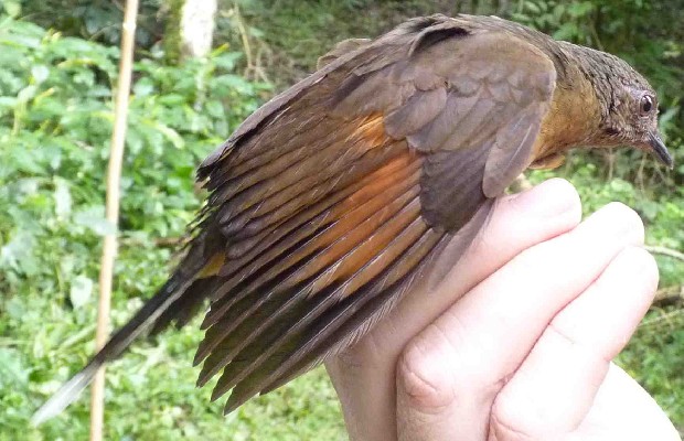 White-tailed Ant-Thrush (Rufous Thrush)