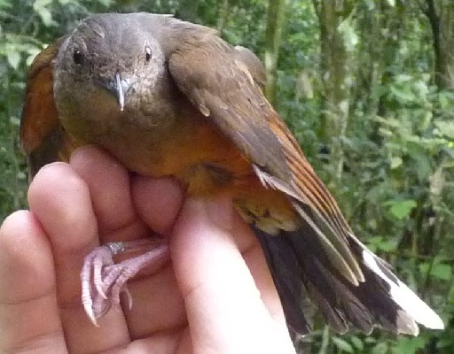 White-tailed Ant-Thrush (Rufous Thrush) in hand