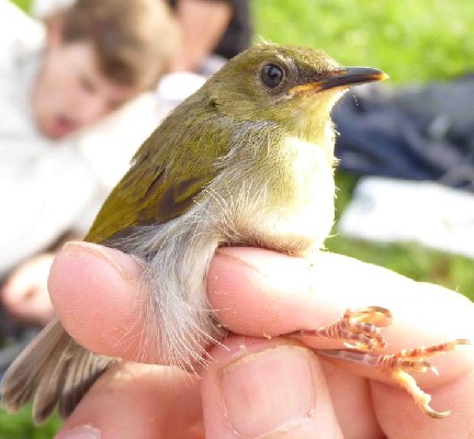 Olive-green Camaroptera in hand