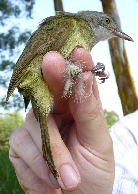 White-throated Greenbul in hand