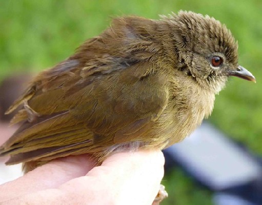 Plain Greenbul