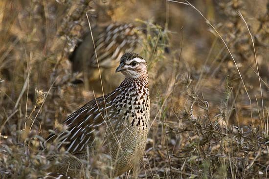 Crested Francolin