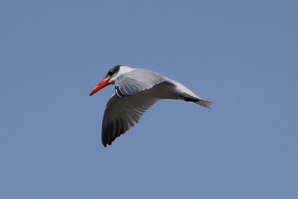 Caspian Tern