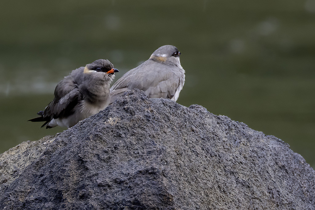 Rock Pratincole