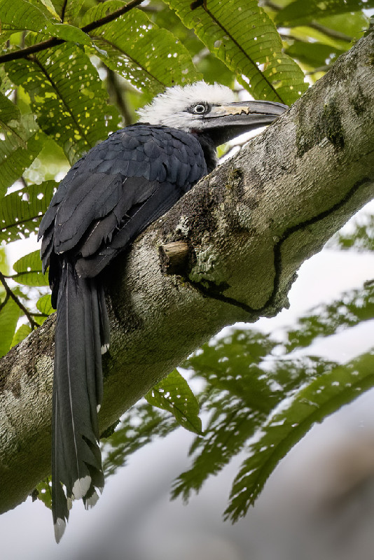 Western Long-tailed Hornbill