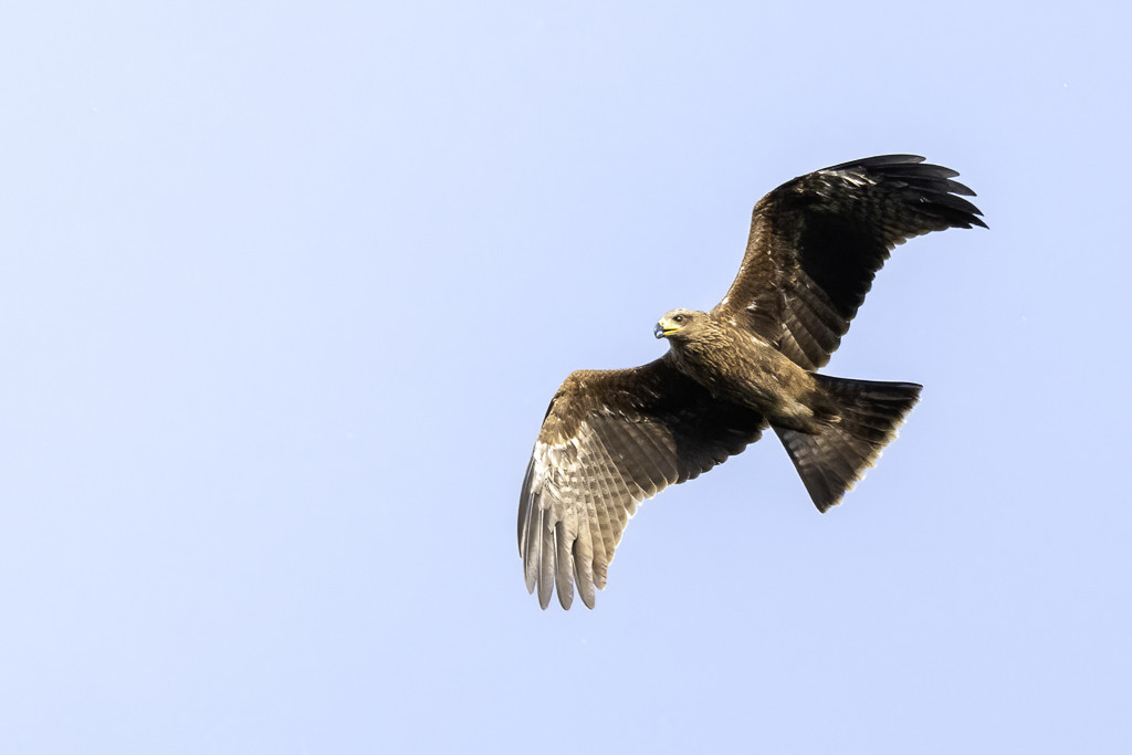 Black Kite