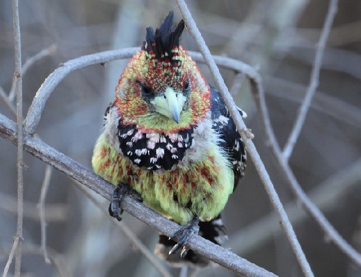 Crested Barbet