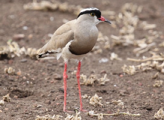Crowned Lapwing
