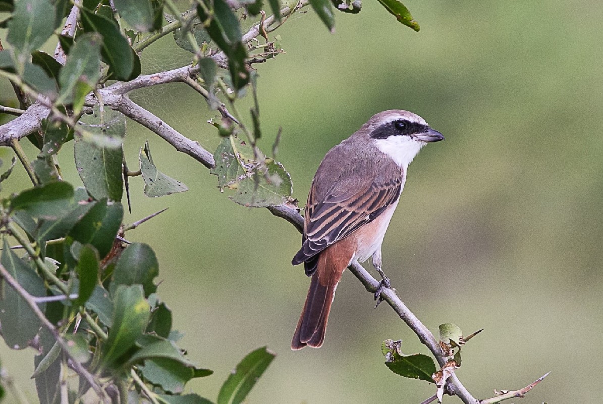 At rest between feeding forays