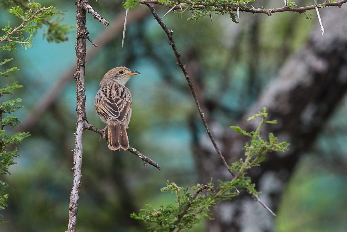 Common songster in the open bush