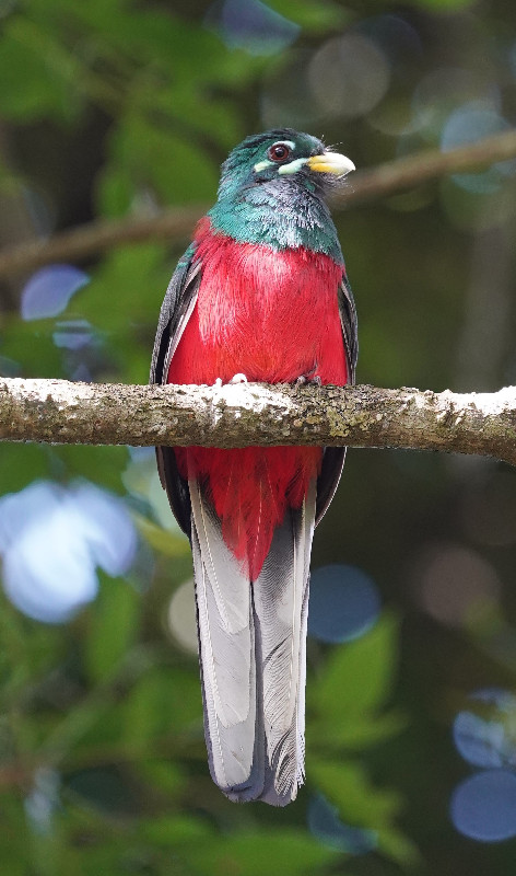 Narina Trogan on the iGwalagwala Trail - St Lucia