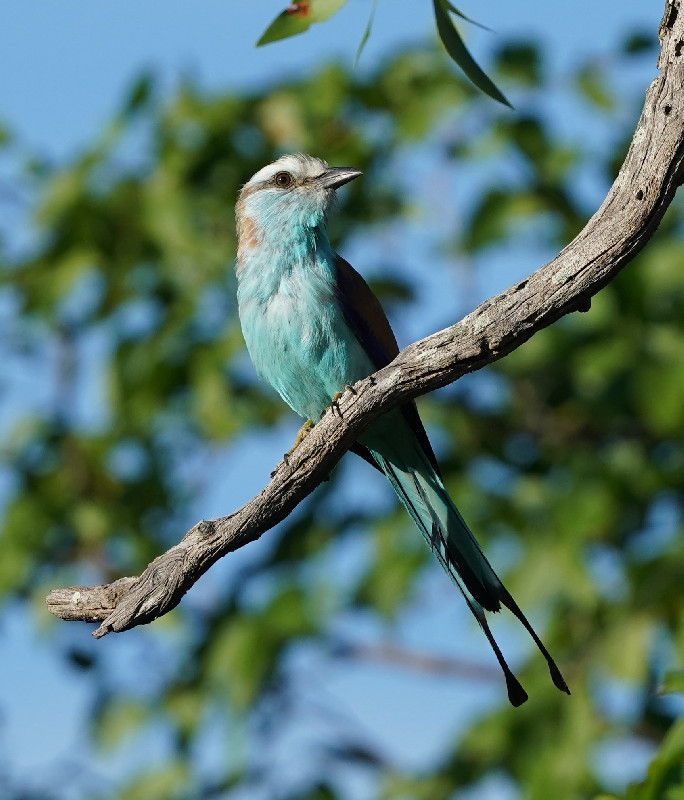 Racket-tailed Roller - Makuleke Concession