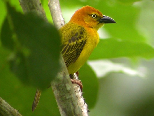 Príncipe Golden Weaver