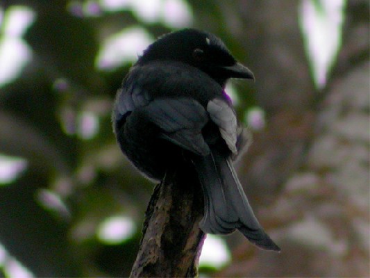 Príncipe Drongo