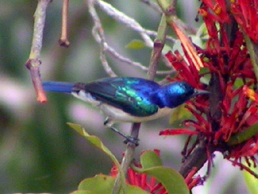 Violet-tailed Sunbird