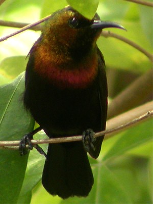 Copper Sunbird