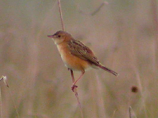 Dambo Cisticola