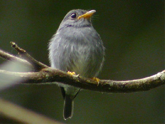 Yellow-footed Flycatcher