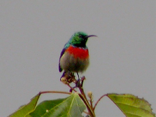Olive-bellied Sunbird