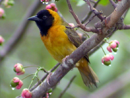 Loango Weaver
