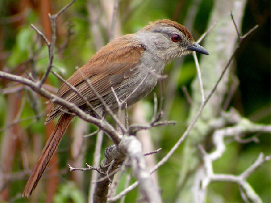 Rufous-tailed Palm-Thrush