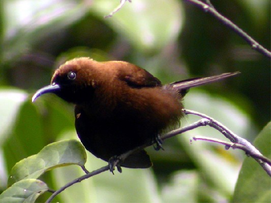 Carmelite Sunbird