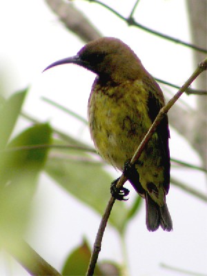 Carmelite Sunbird