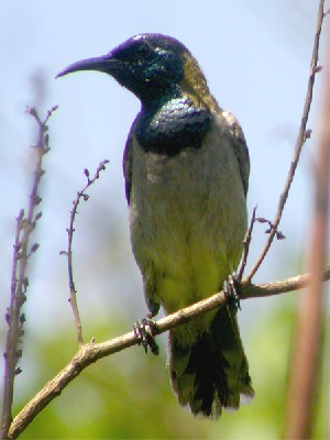 Reichenbach's Sunbird