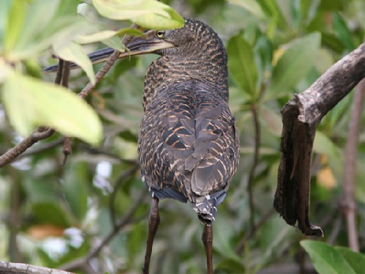 White-crested Tiger Heron