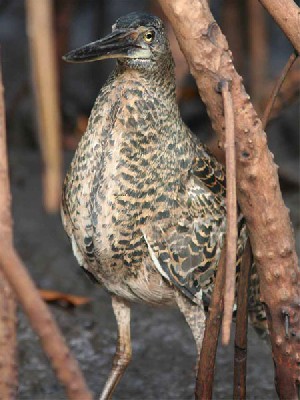 White-crested Tiger Heron