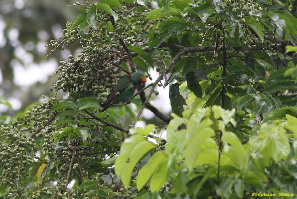 Red-fronted Parrot