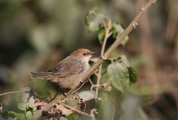 Chubb's Cisticola