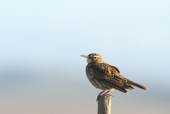 Agulhas Long-billed Lark