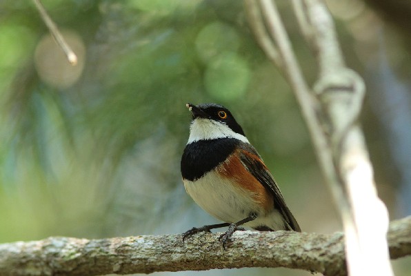 Cape Batis