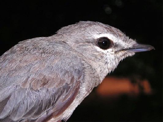 Ashy Flycatcher