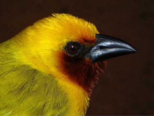 Southern Brown-throated Weaver