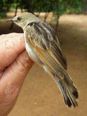 Chirping Cisticola