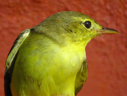 Icterine Warbler