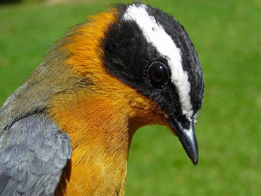 White-browed Robin-Chat