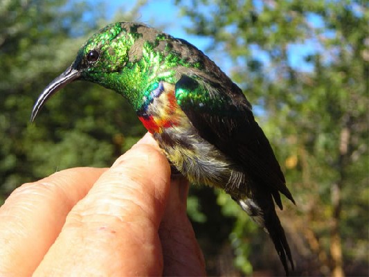 Shelley's Sunbird - probable