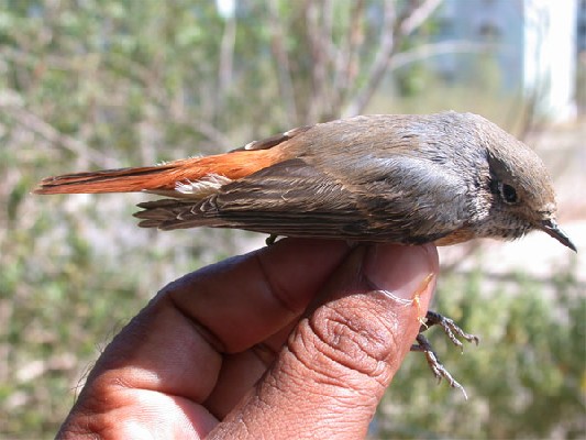 Black Redstart in hand